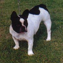 tuppy
