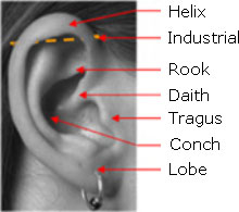 ear