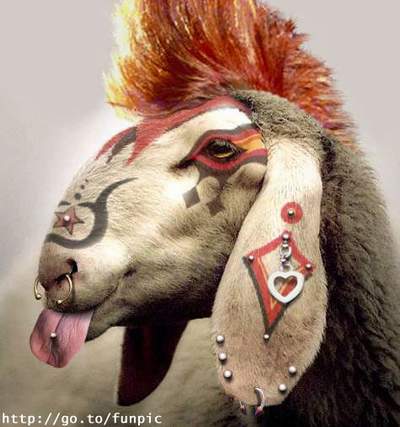 lama