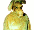 Camel