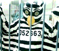 Jailbird