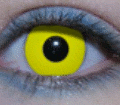 Contacts
