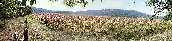 East Corn Field1