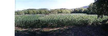 soy1