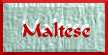 Maltese