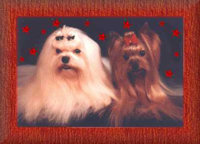 Blitzen N Devil  � 1999