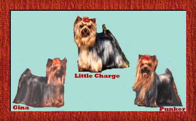 Charge Punker Gina � 1999
