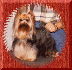 Willie  � 1999
