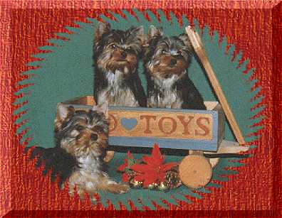 Yorkie Puppies  � 1999