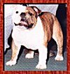 Hetherbull's Flashy Daphne