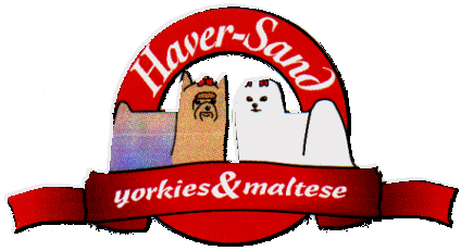 Haversand Yorkies N Maltese