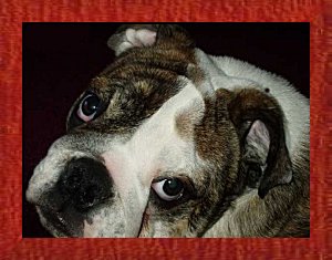 JAD's Kiss-A-Bull NJ Bratt � 2003