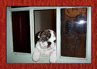 JAD's Kiss-A-Bull NJ Bratt � 2003