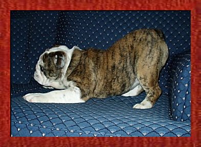 JAD's Kiss-A-Bull NJ Bratt � 2003