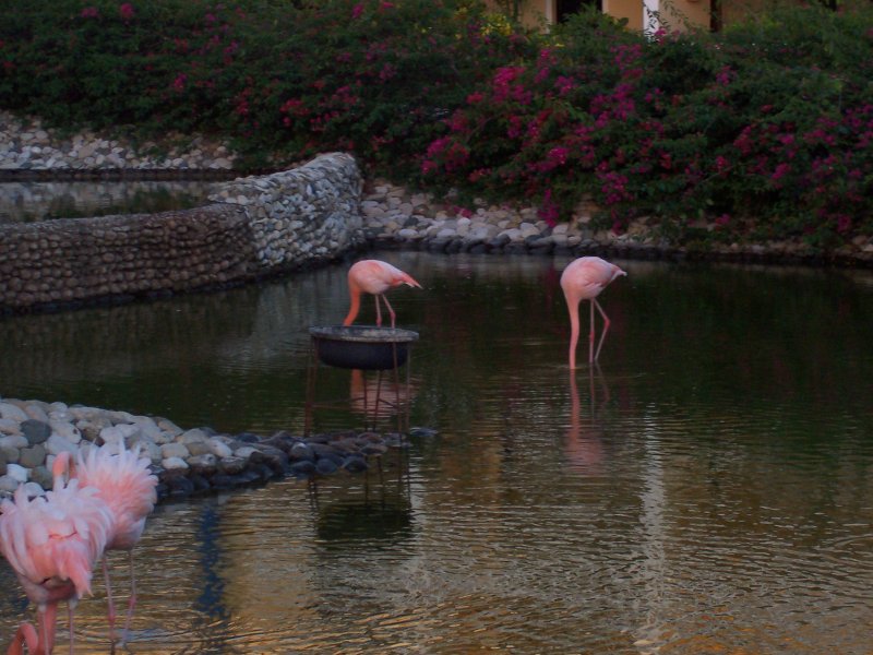 Flamingos, why do they not fly away?