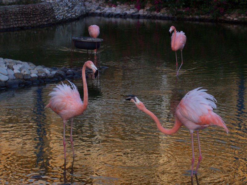Flamingos about to hook! They are pink, but cool.