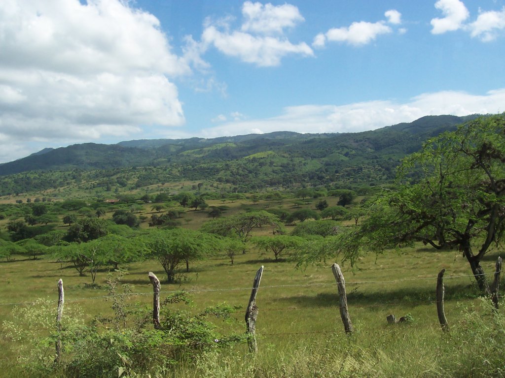 In the middle of the island, it looks like African savannah. No lions though.