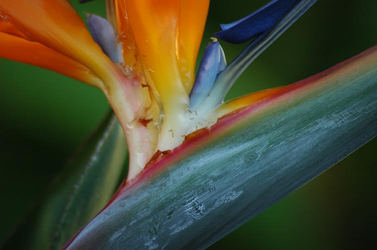 Ants on Bird of Paradise
