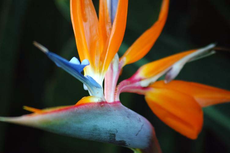 Bird of Paradise