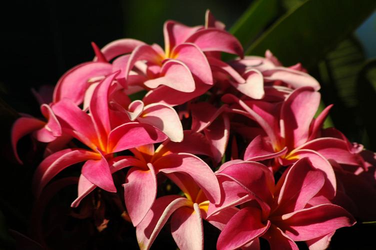 Pink Plumeria