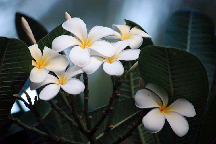 Plumeria