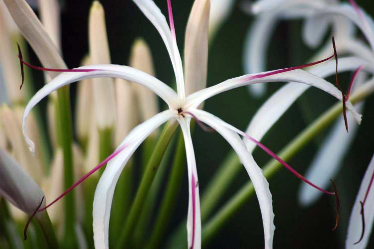 spiderlilly