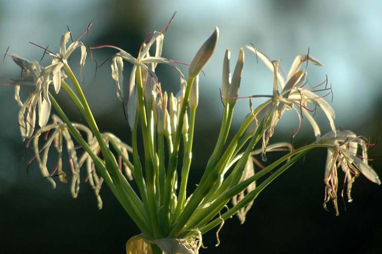 spiderlilly