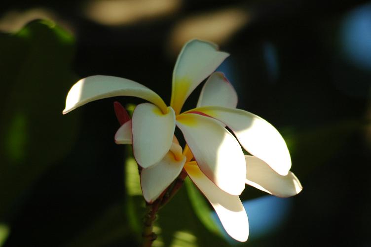 Tricolor Plumeria