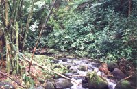 A Creek