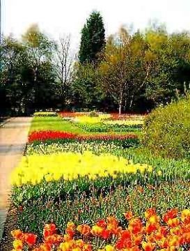 Spalding Tulips