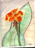 Watercolor of a Canna Lilly