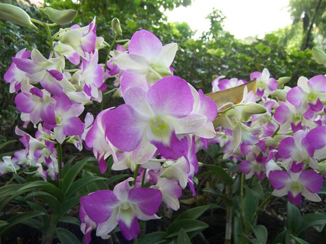 Photo taken with my Kodak P880 8mg camera