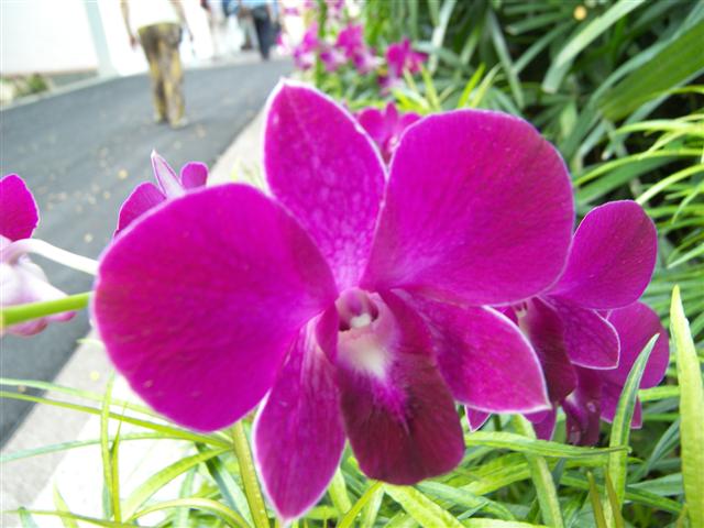Photo taken with my Kodak P880 8mg camera