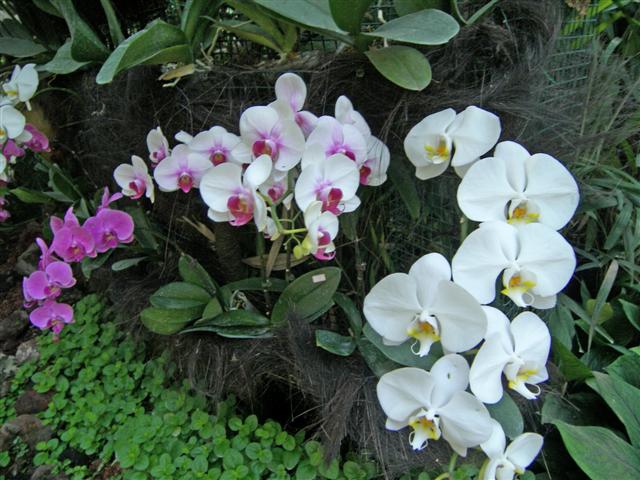 This is one of my favourite Orchid photo's.