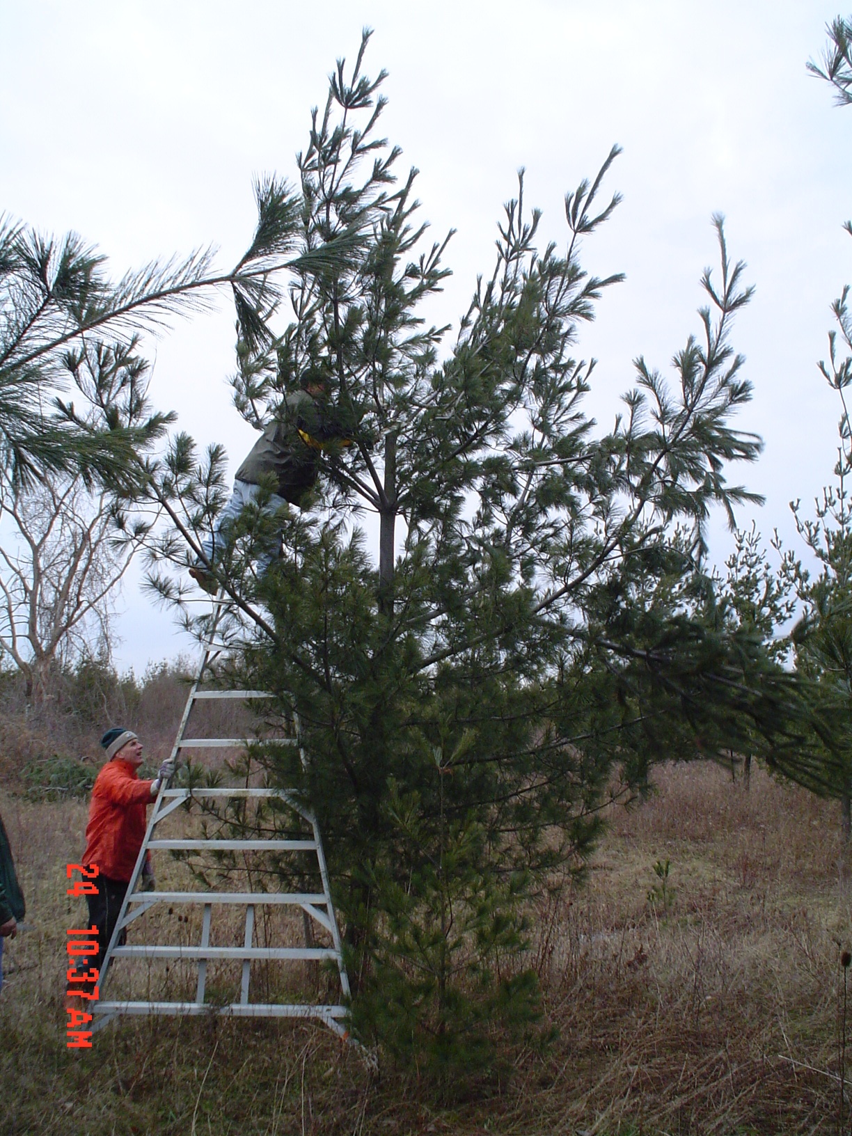 TOPPING AT THE WPSO