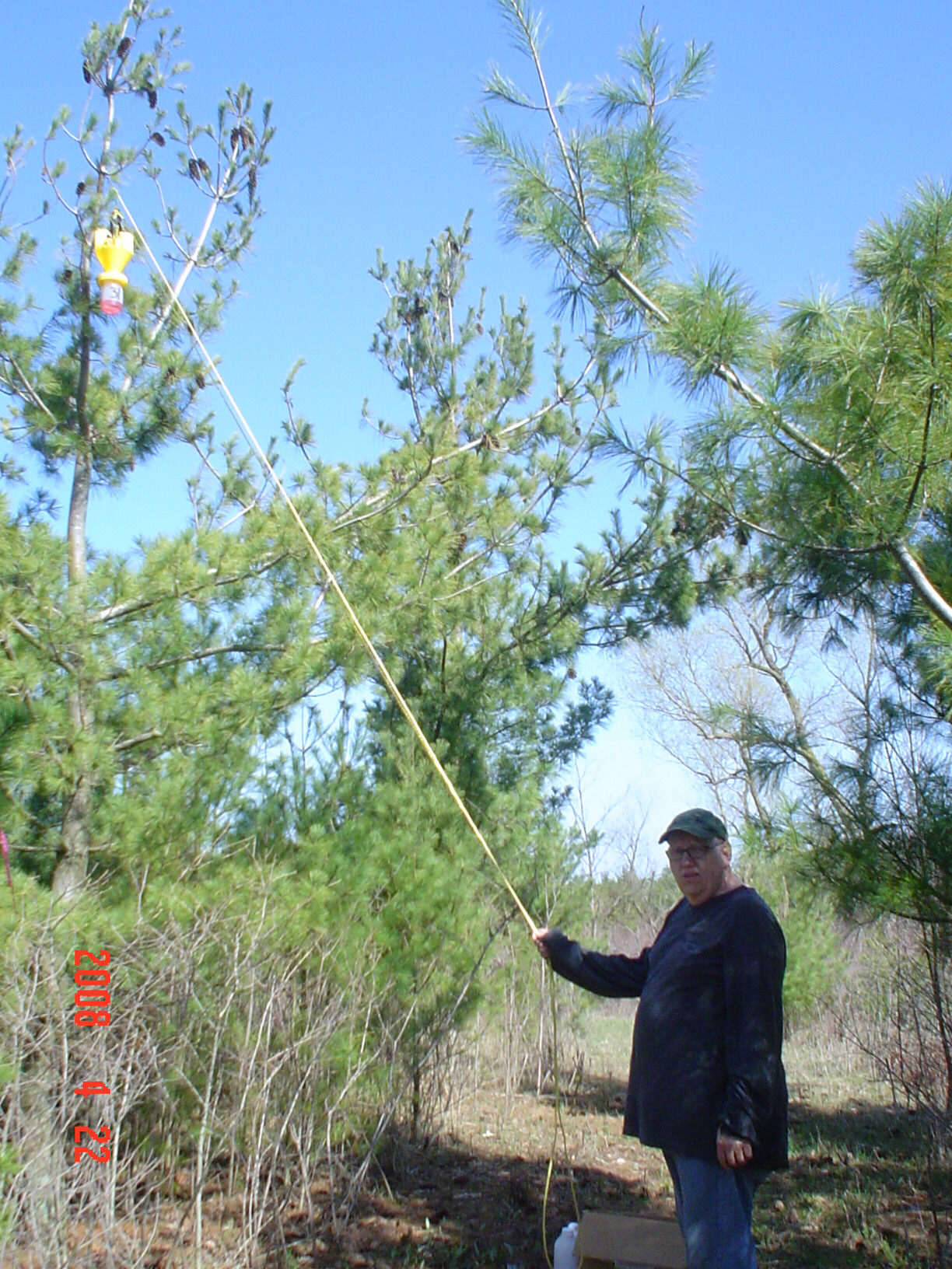 PINE CONE BEETLE TRAP SETTING
