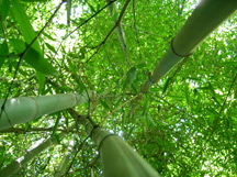 Looking up in bamboo forest