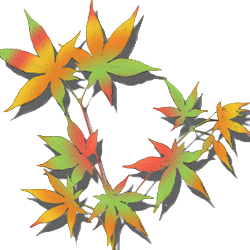 maple leaf