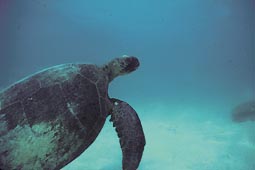 Das was formerly an important breeding site for turtles and thousands of seabirds