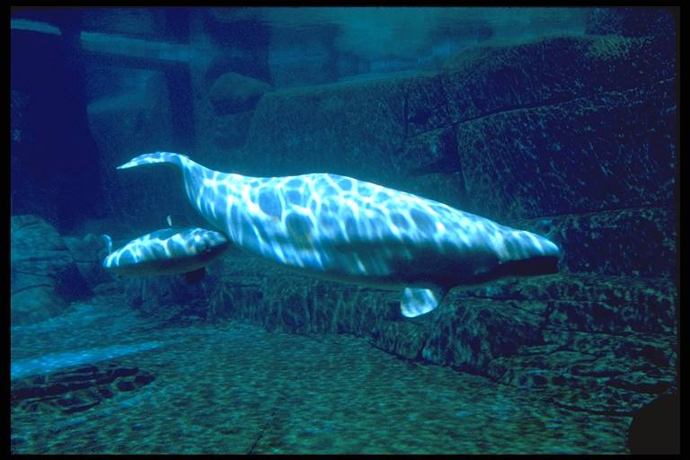 Beluga & Baby