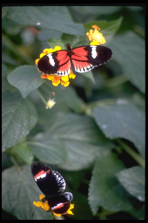 Flutterby Pair
