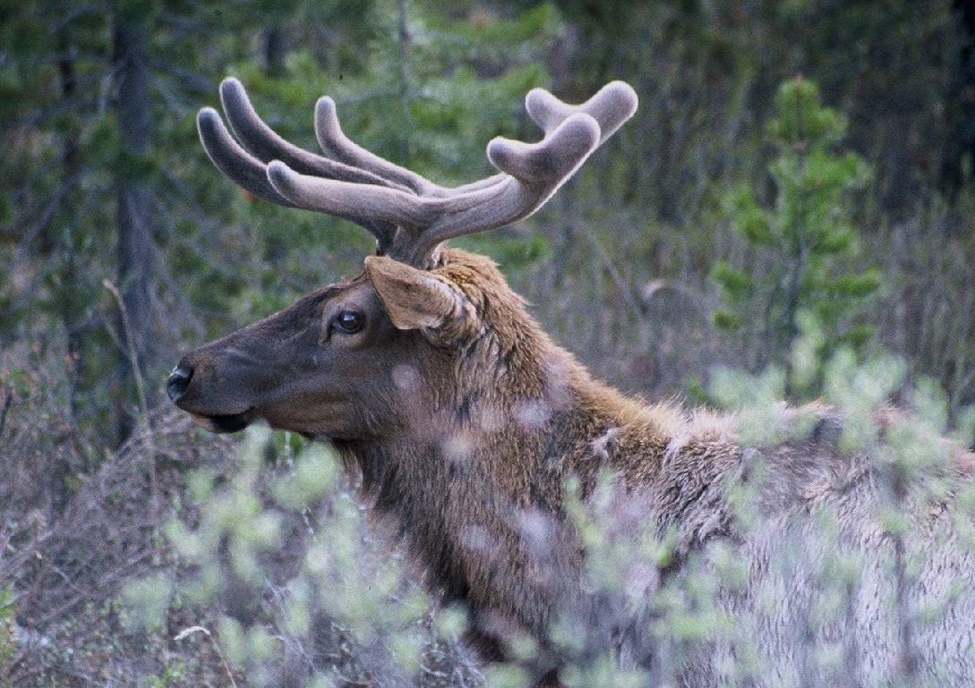 Young Elk