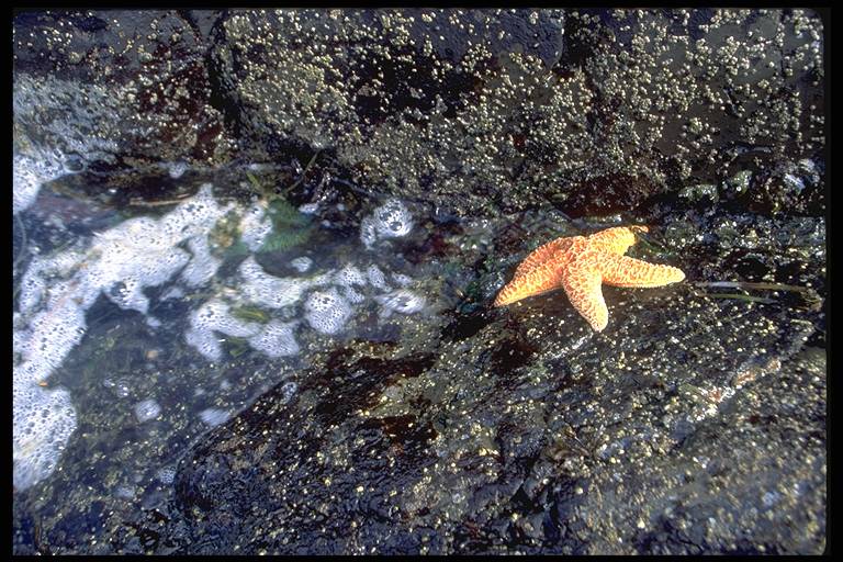 Orange Starfish