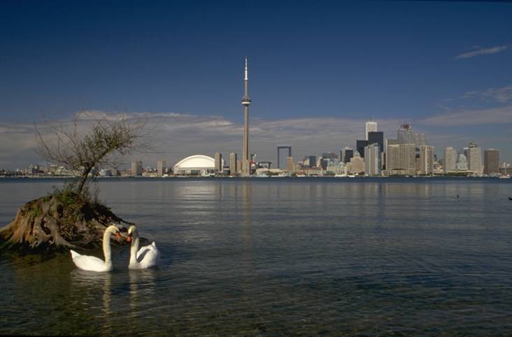 Toronto Swans