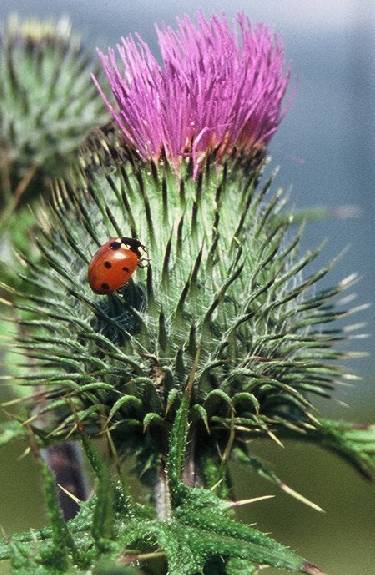 The Daring Ladybug