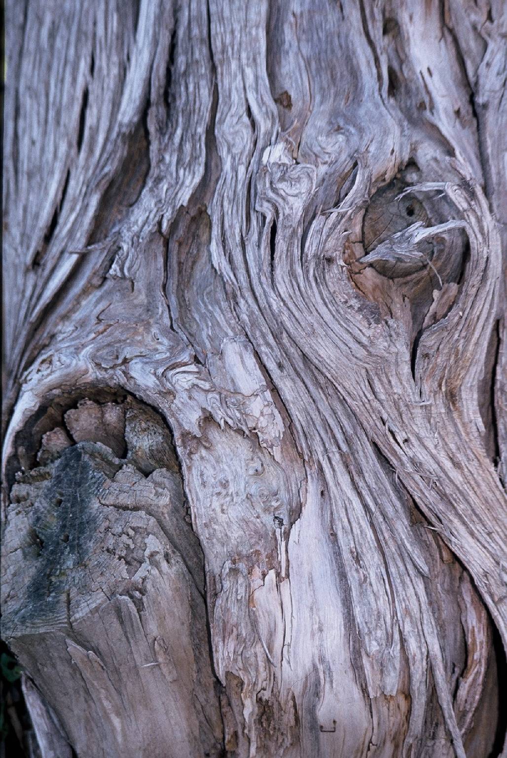 Treebeard