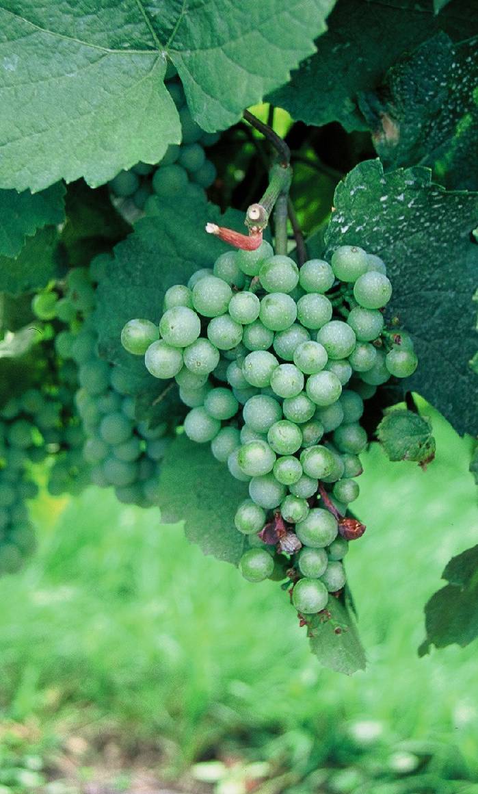 A Young Wine