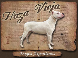 A P&aacute;gina Princial Haza Vieja Braco Franc&eacute;s del Pirineo y Dogos Argentinos