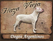 Haza Vieja Braco Franc&eacute;s del Pirineo y Dogos Argentinos