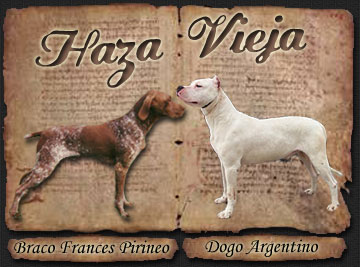 Haza Vieja Braco Franc&eacute;s del Pirineo y Dogos Argentinos
